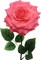 Radiant Splendor: 20" Fuchsia Open Rose 6" Diameter - Exquisite Floral Elegance for Captivating Decor, Floral Home by Artificial Flowers